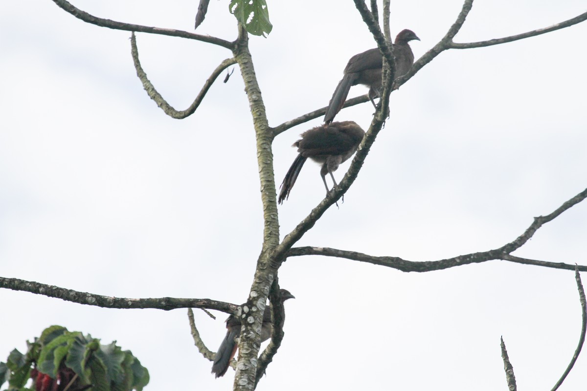 Rufous-headed Chachalaca - ML84846871