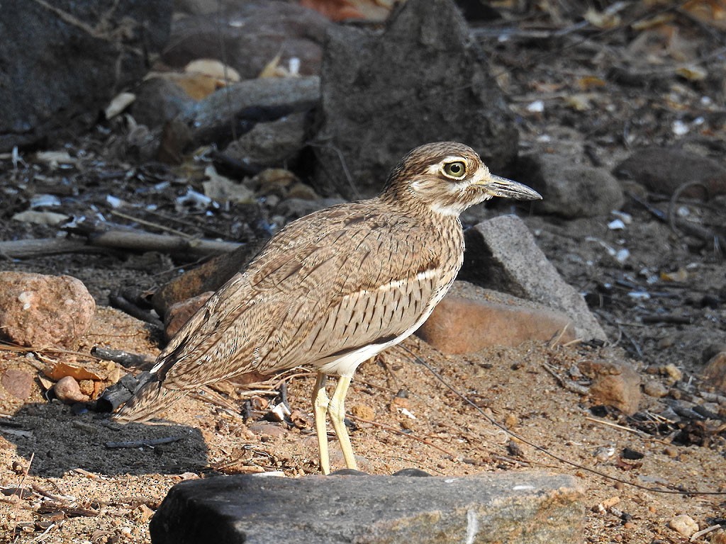 Water Thick-knee - Ad Konings