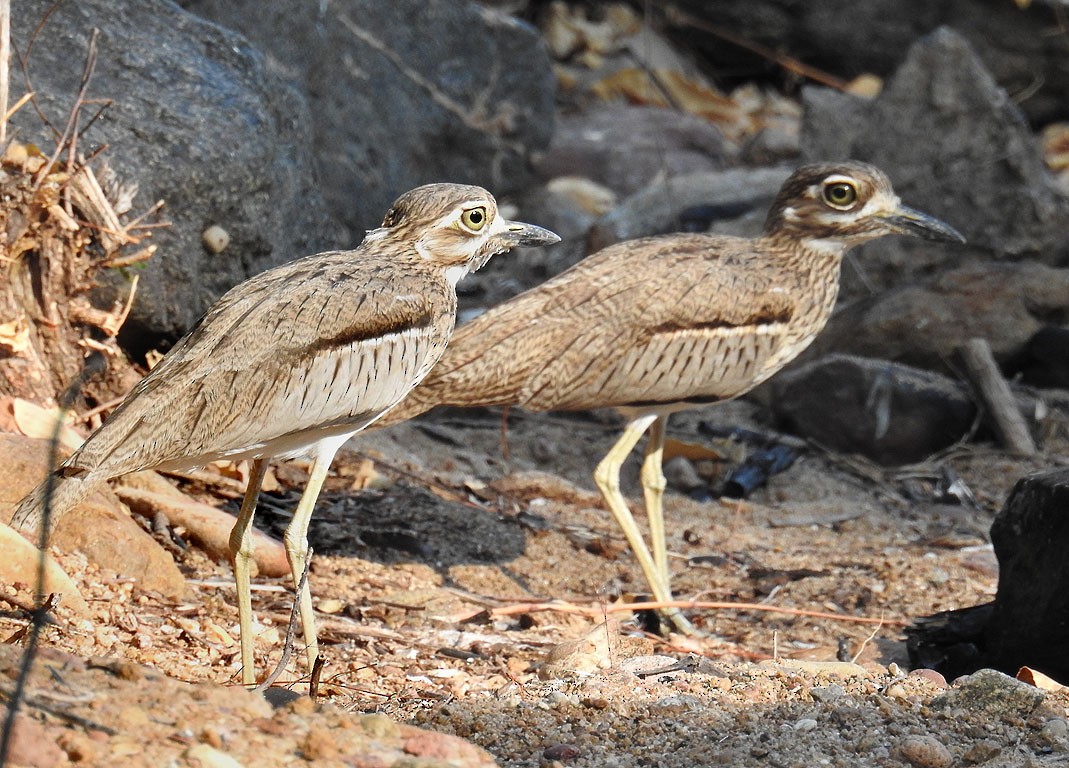 Water Thick-knee - ML84847681