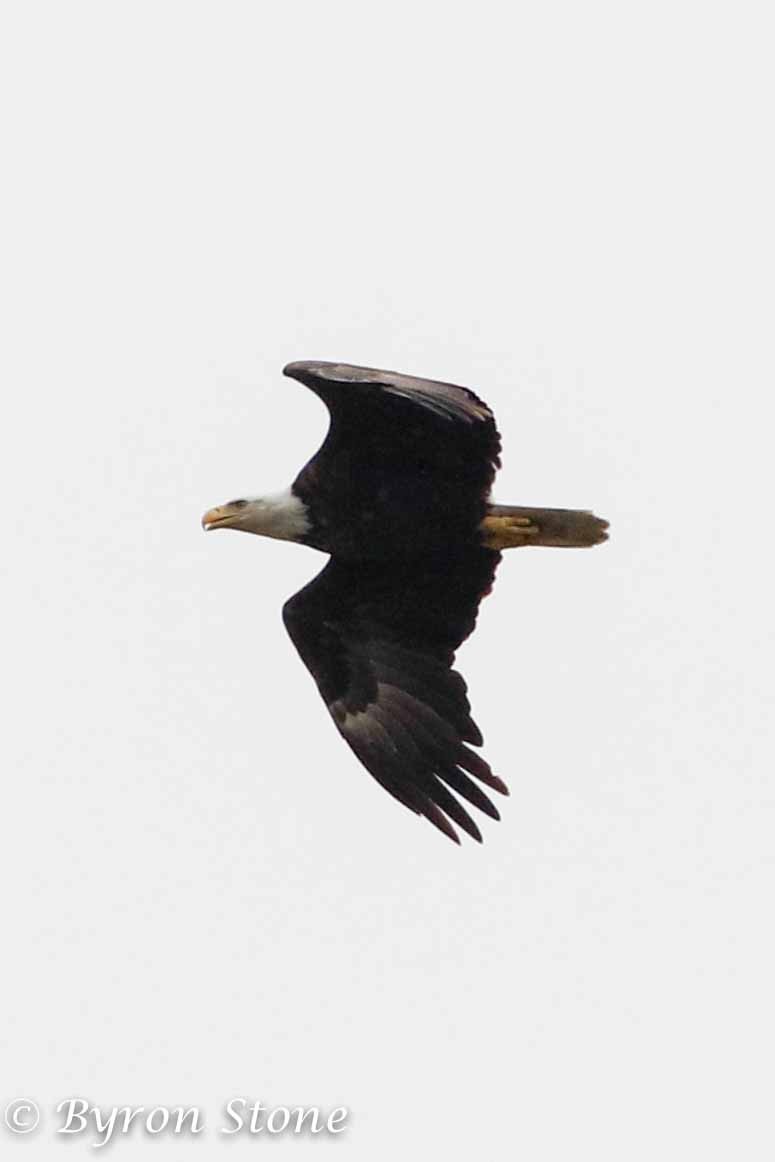 Bald Eagle - ML84847811