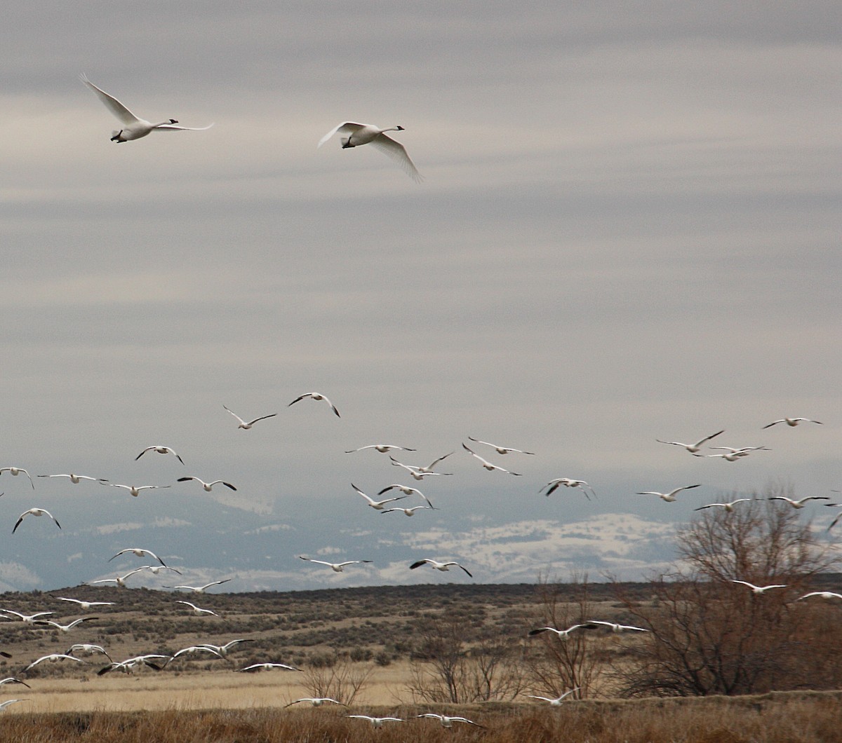 Cygne trompette - ML84848091