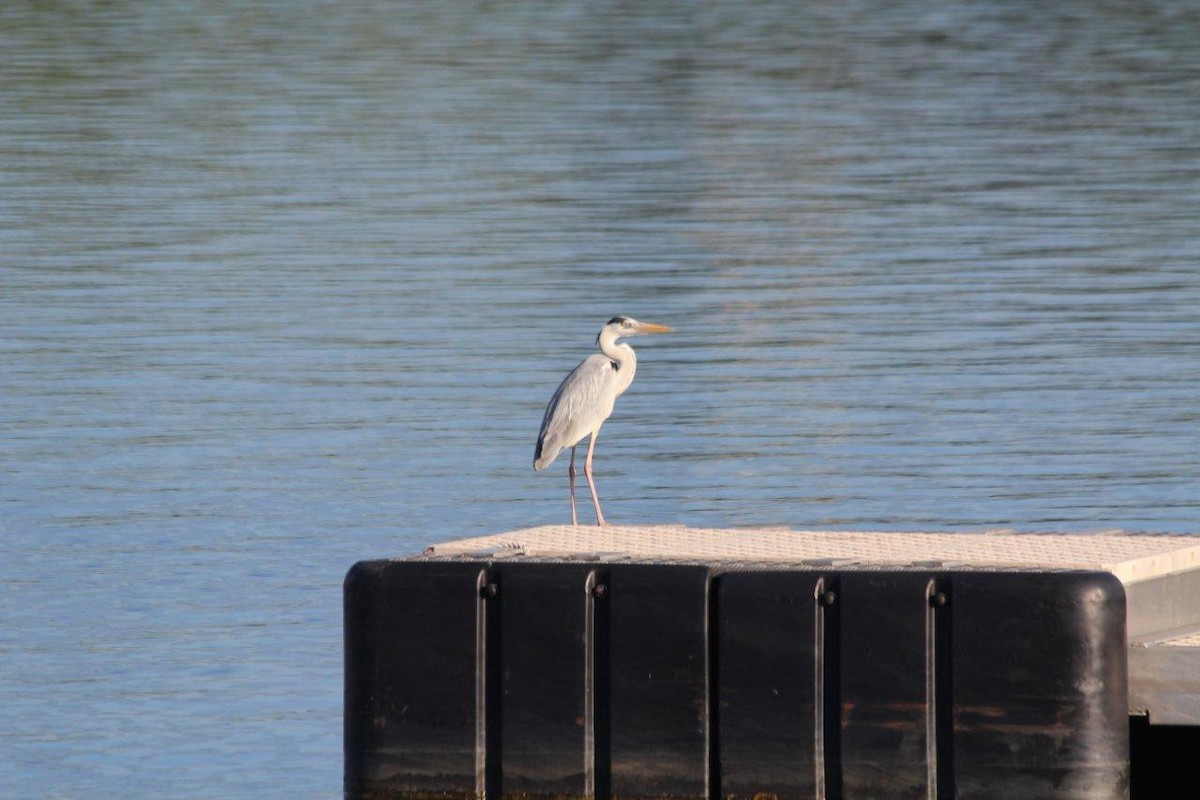 Gray Heron - ML84848331