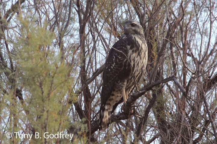 Common Black Hawk - ML84848841