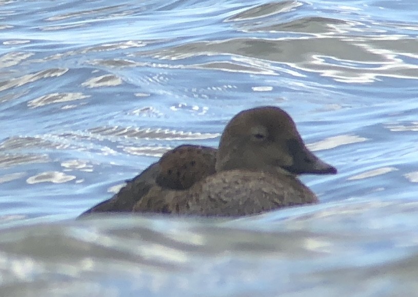 King Eider - Sharon Forsyth