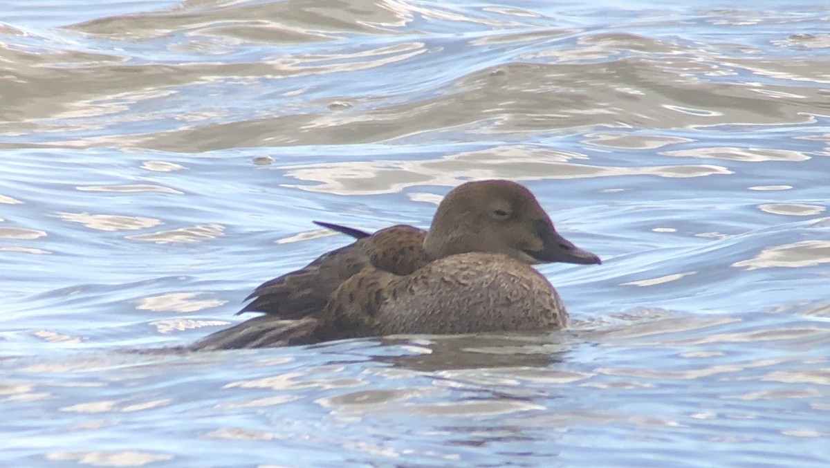 King Eider - Sharon Forsyth