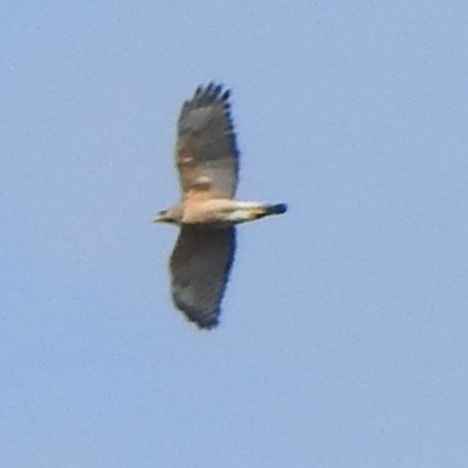 Red-shouldered Hawk - ML84852821