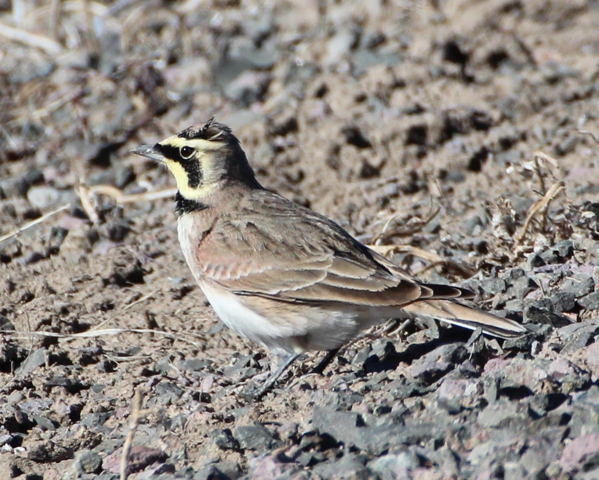 Horned Lark - ML84853111