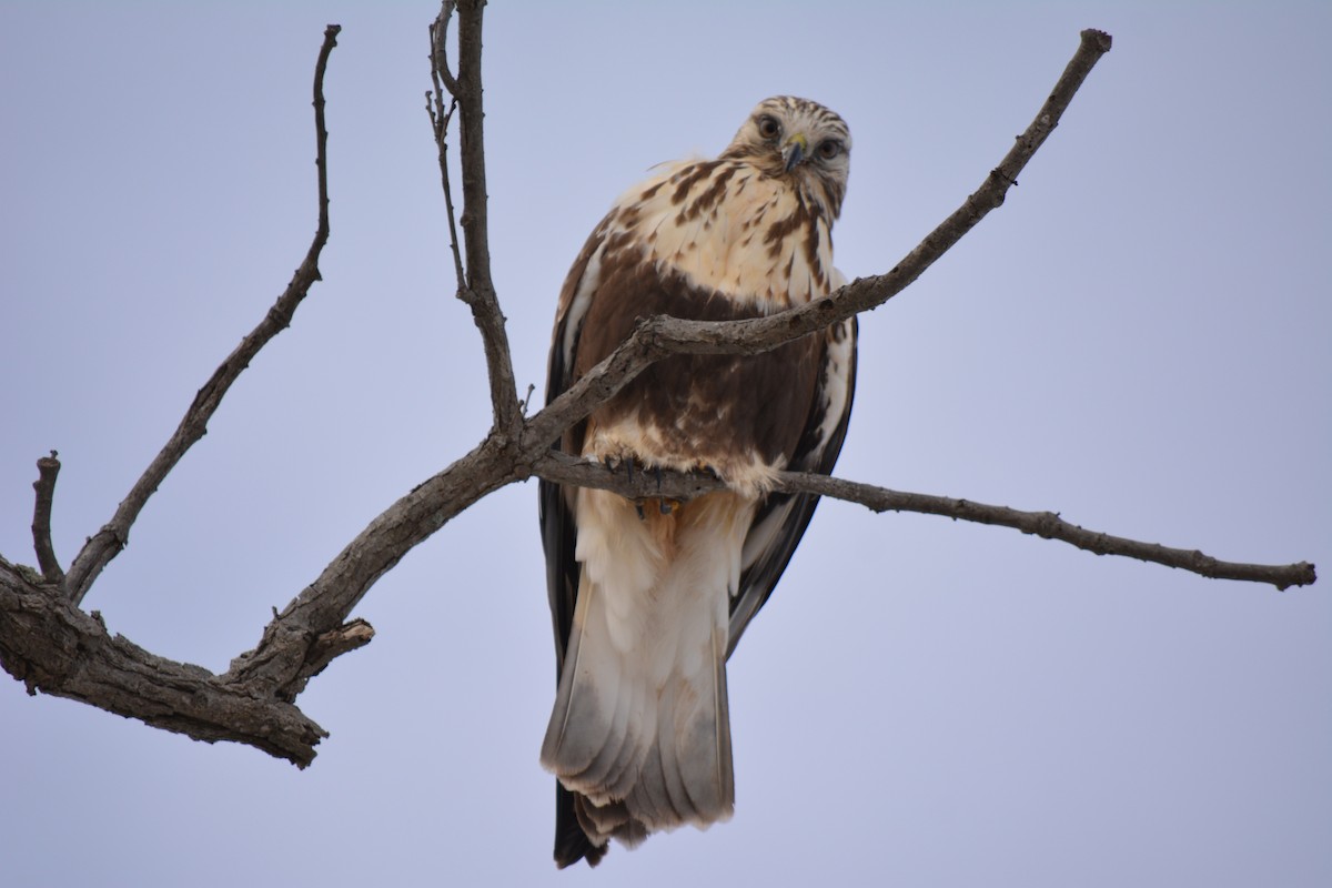 Rough-legged Hawk - ML84853321