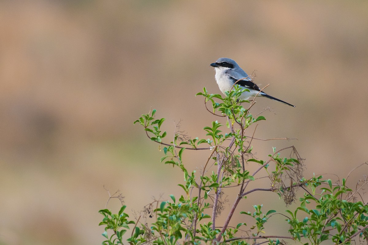 Loggerhead Shrike - ML84854161