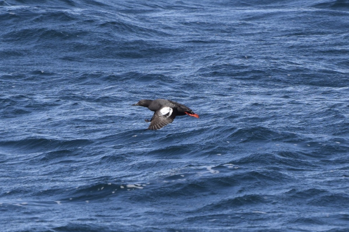 Pigeon Guillemot - ML84854181