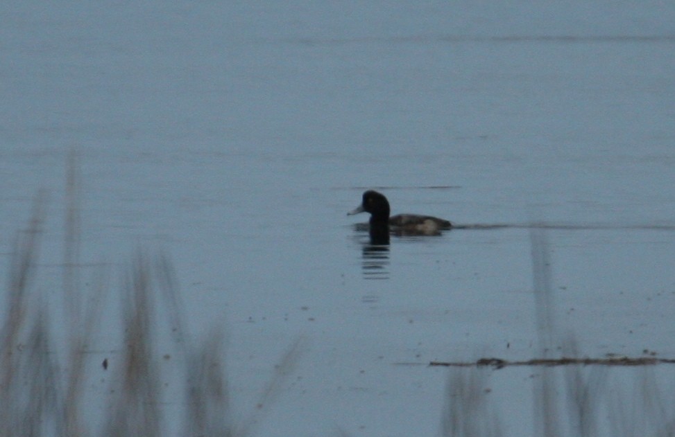 Greater Scaup - ML84855531