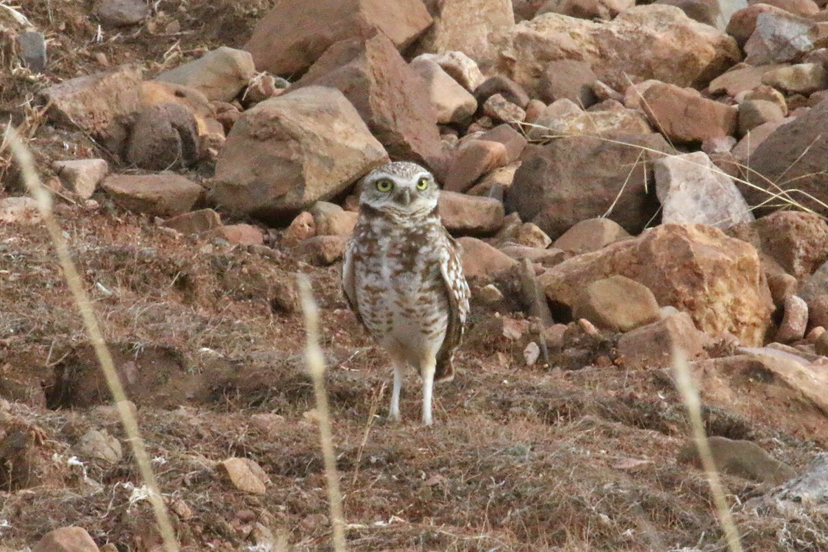 Burrowing Owl - ML84856241