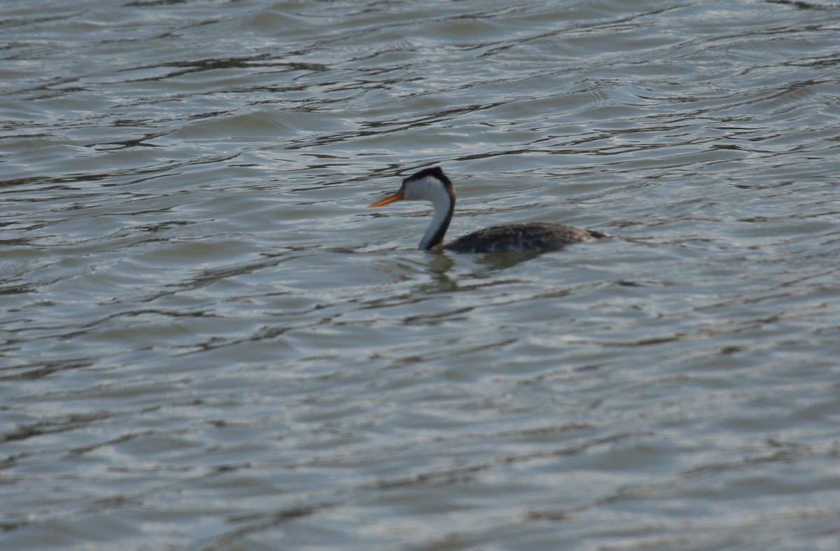 Clark's Grebe - ML84856651