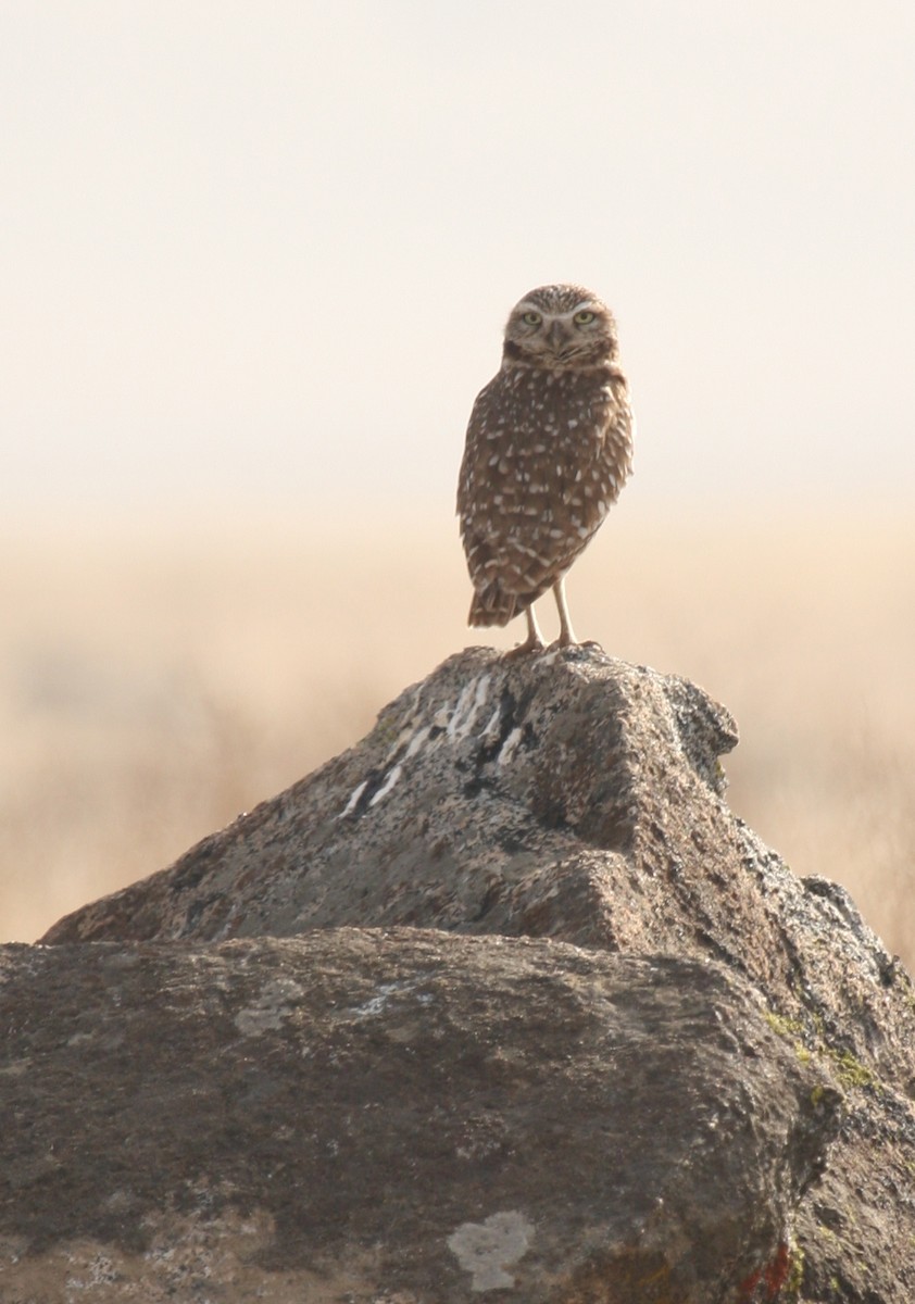 Burrowing Owl - ML84857351