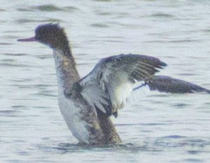 Red-breasted Merganser - ML84858461