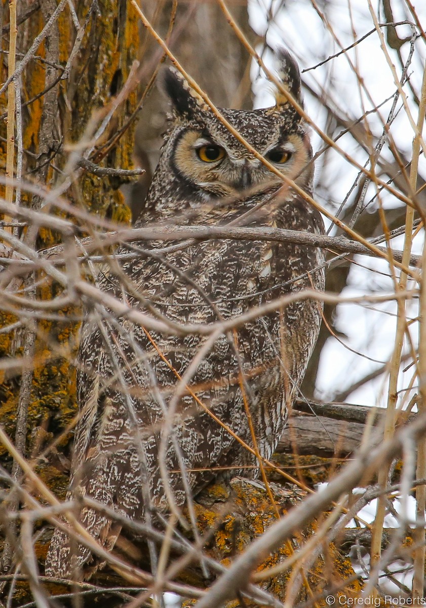 Great Horned Owl - ML84859351