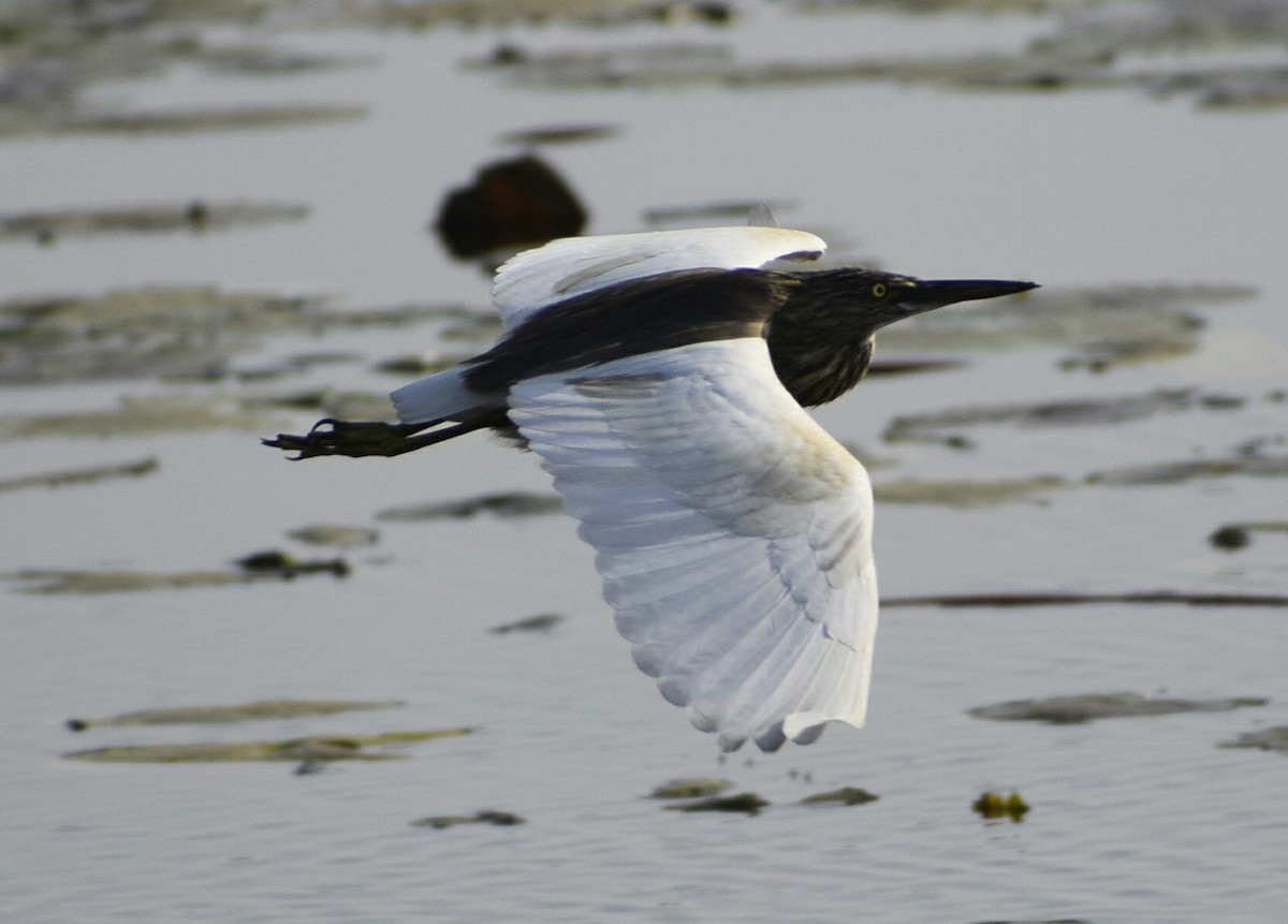 Indian Pond-Heron - ML84859571