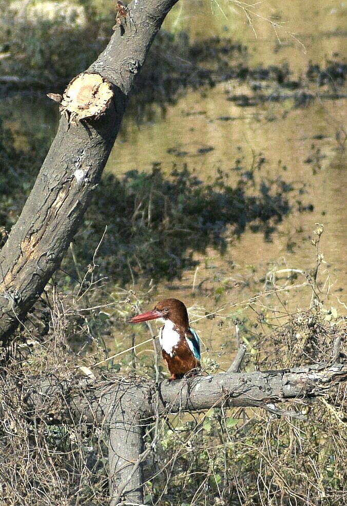 White-throated Kingfisher - ML84859821