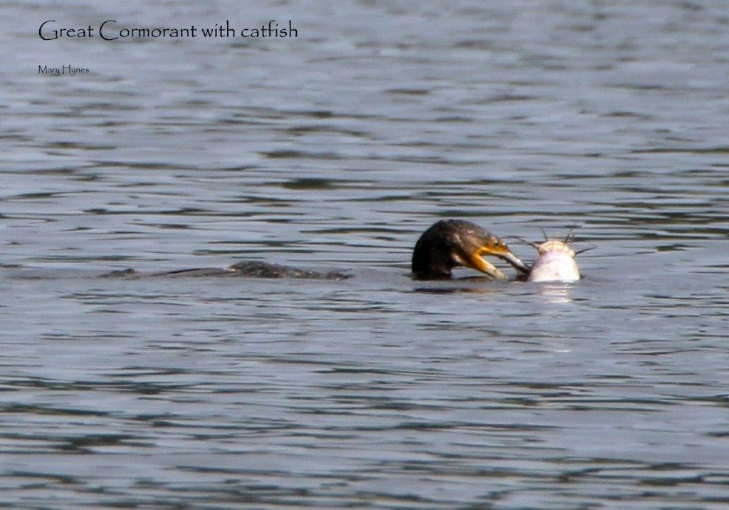 Great Cormorant - U3A Bird Group Two