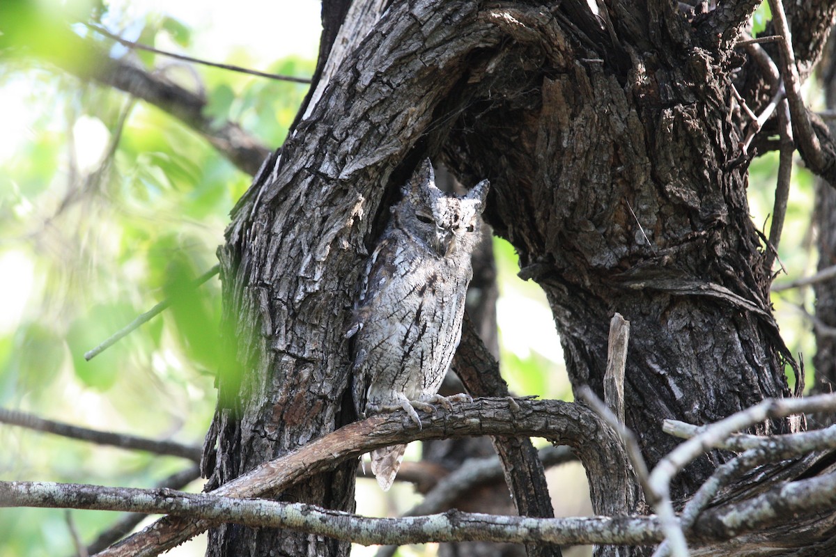 African Scops-Owl - ML84860461