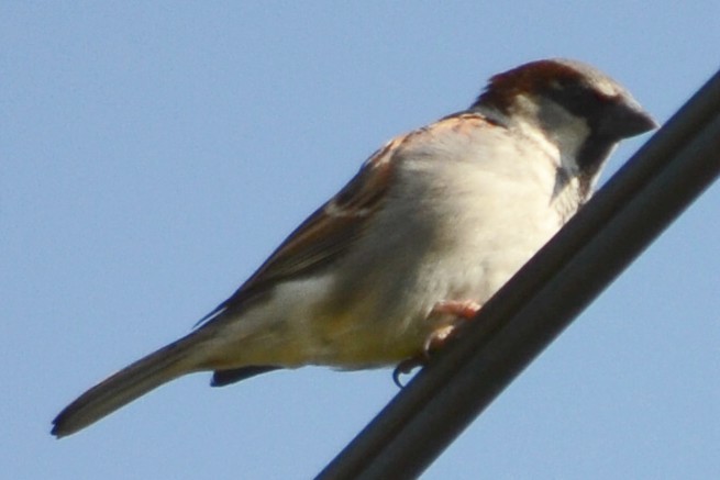 House Sparrow - ML84860571