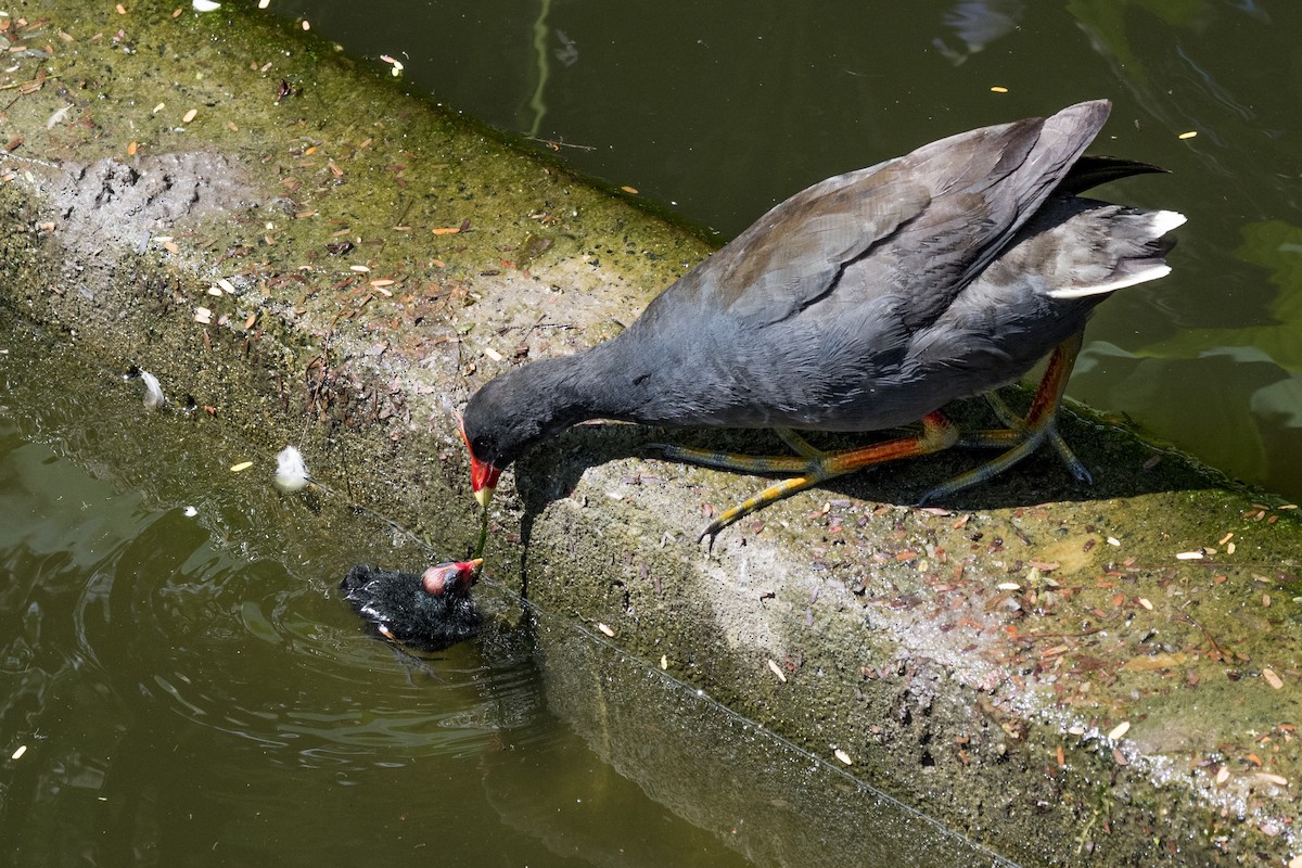 Dusky Moorhen - ML84865511