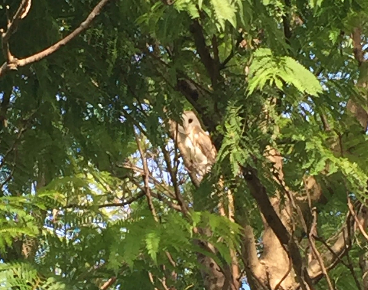 Barn Owl - ML84866451