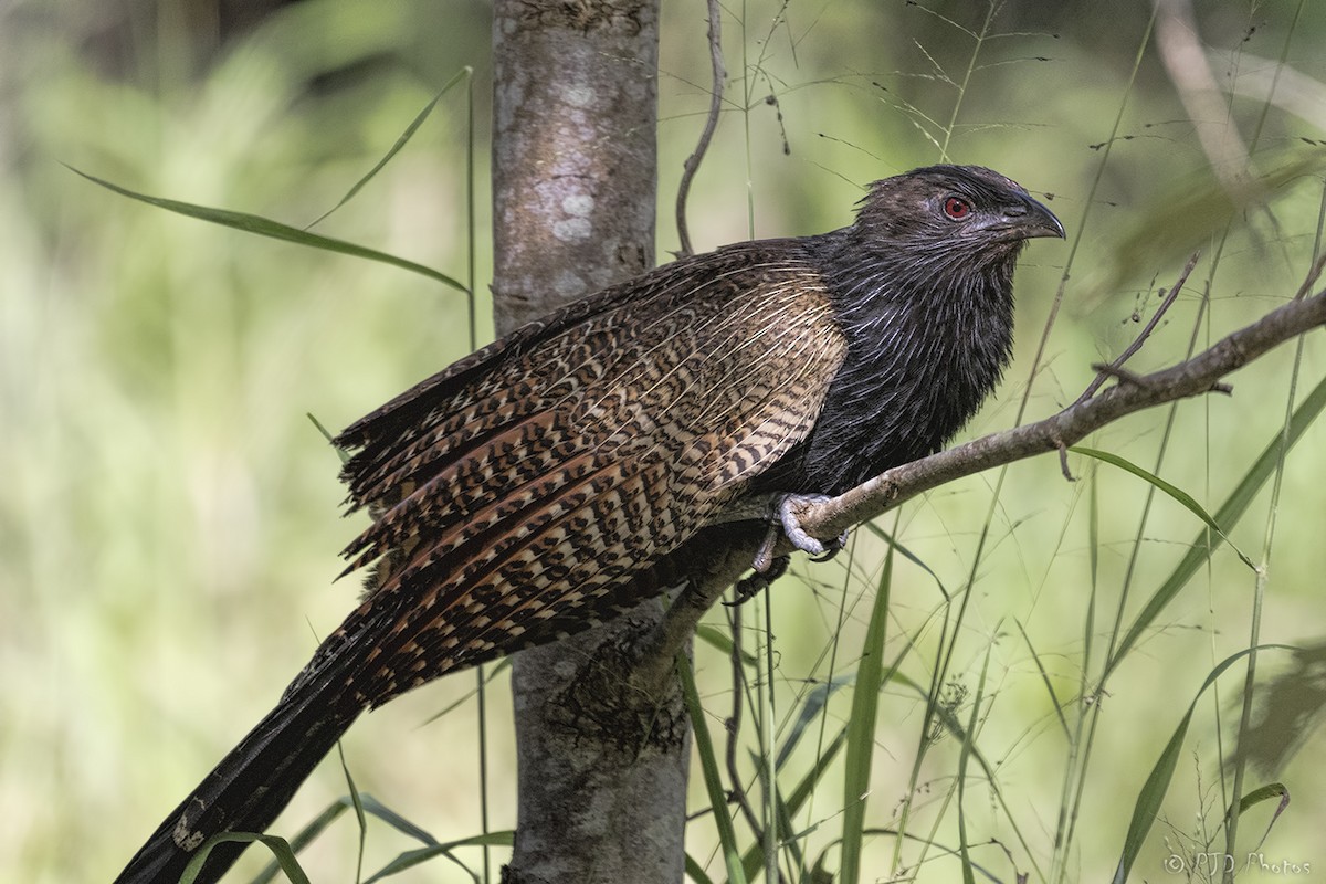 Pheasant Coucal - ML84867501