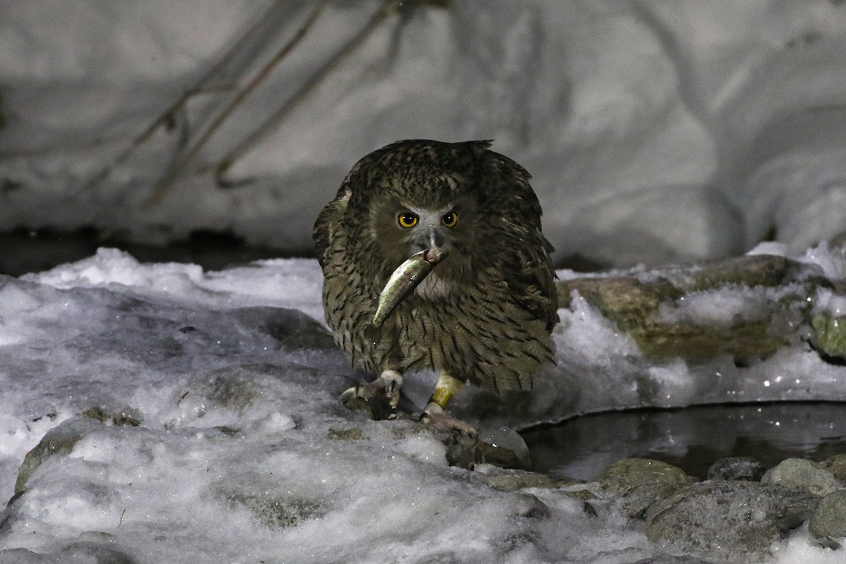 Blakiston's Fish-Owl - Charley Hesse TROPICAL BIRDING