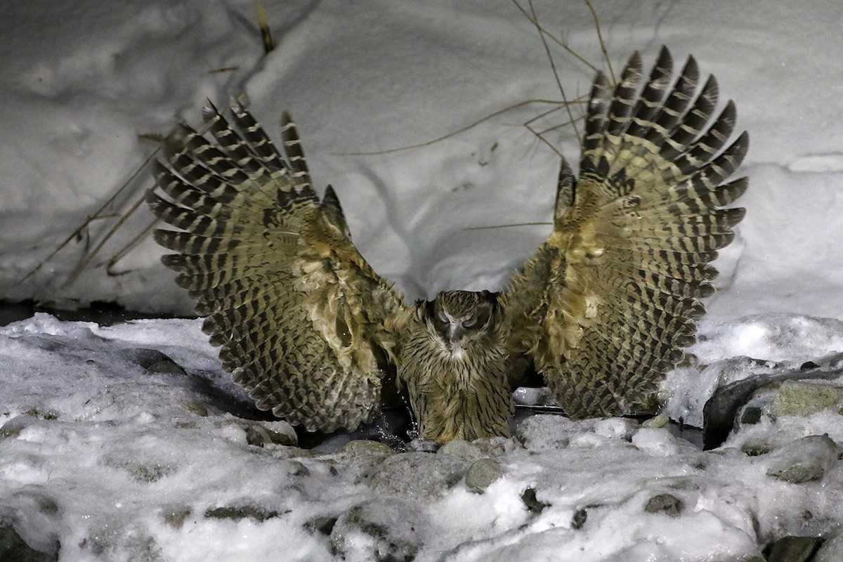 Blakiston's Fish-Owl - Charley Hesse TROPICAL BIRDING
