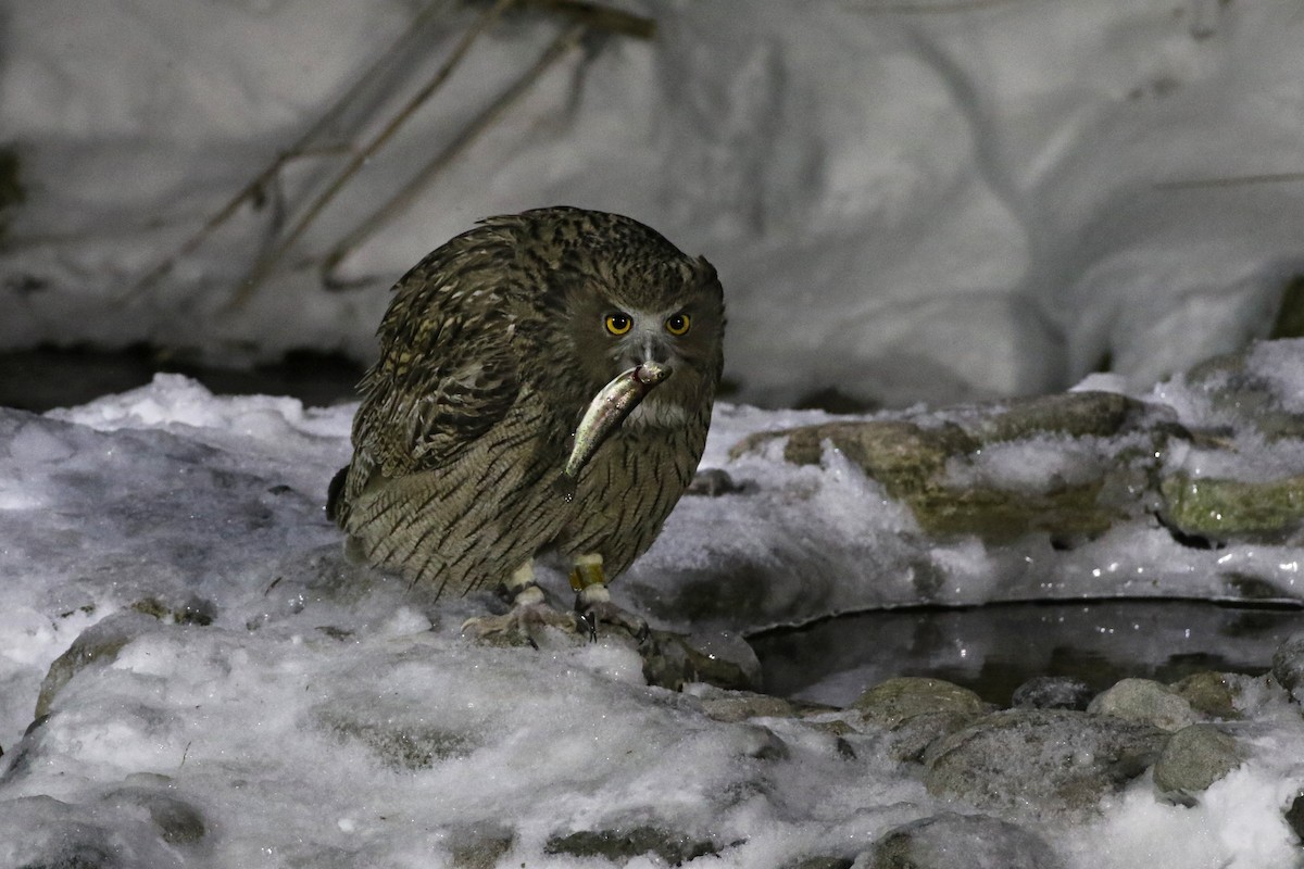 Blakiston's Fish-Owl - Charley Hesse TROPICAL BIRDING