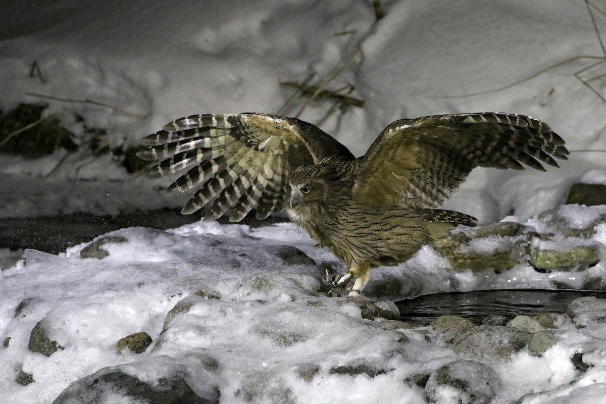 Blakiston's Fish-Owl - Charley Hesse TROPICAL BIRDING