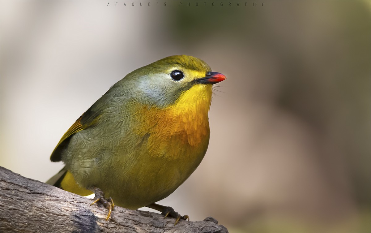 Red-billed Leiothrix - ML84869641