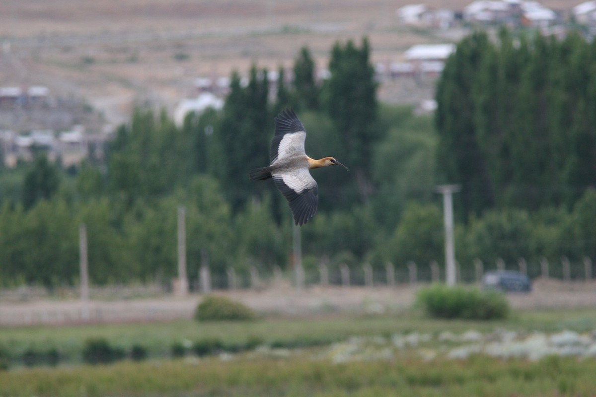 Black-faced Ibis - ML84870441