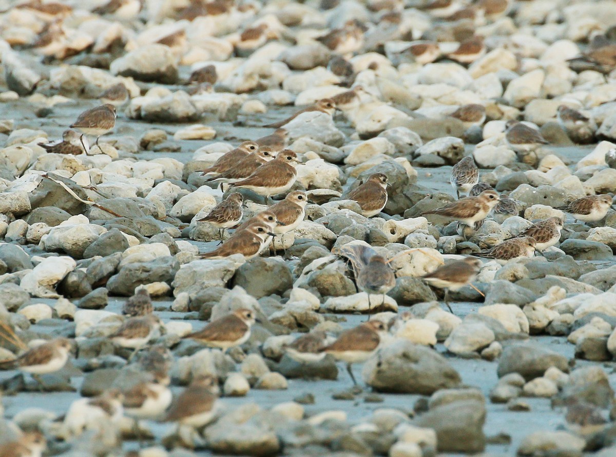 Tibetan Sand-Plover - ML84870601