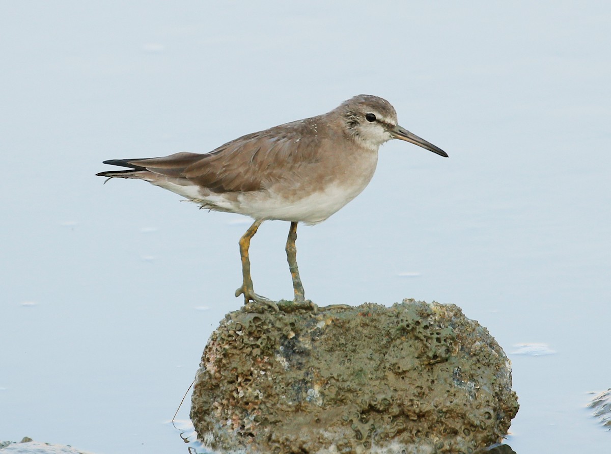 Grauschwanz-Wasserläufer - ML84870721