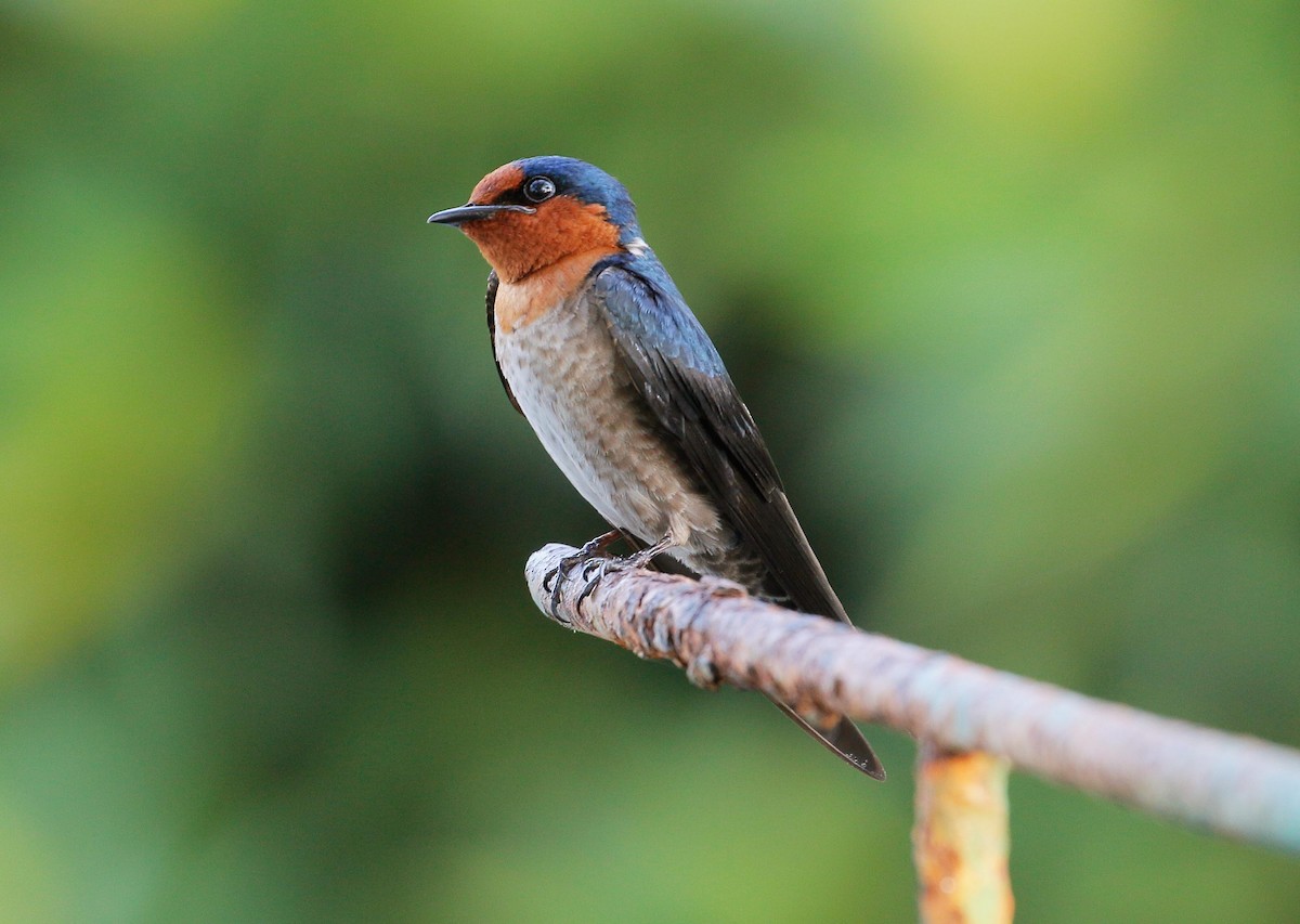 Pacific Swallow - ML84870871