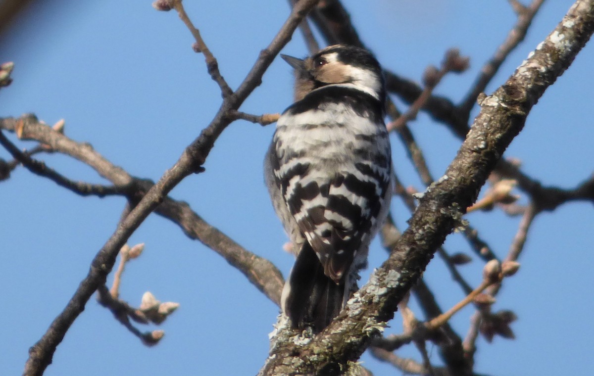 Lesser Spotted Woodpecker - ML84871731