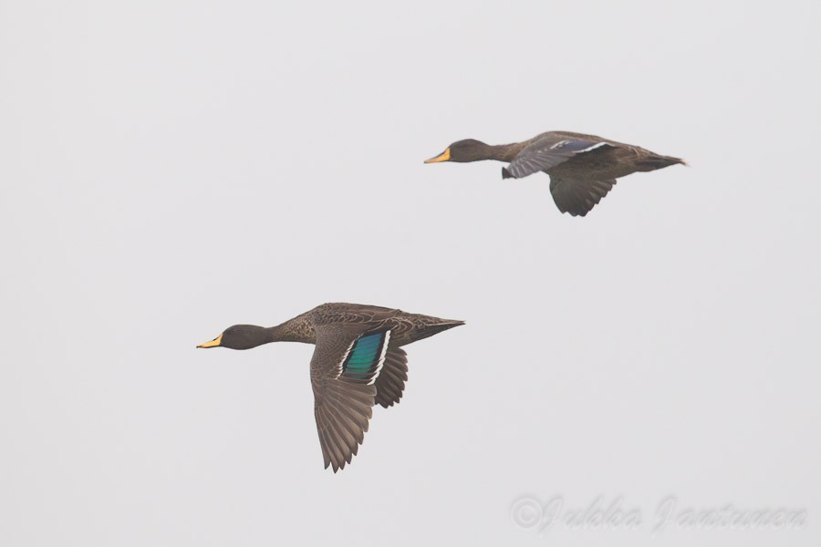 Yellow-billed Duck - Jukka Jantunen