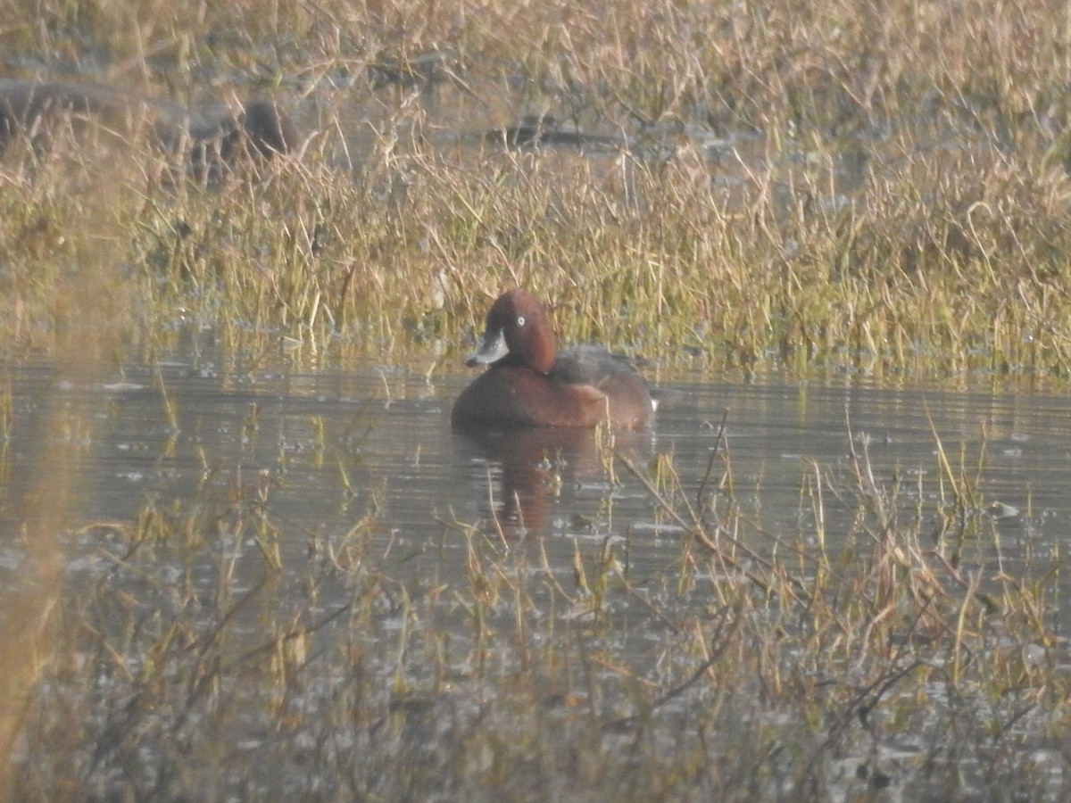 Ferruginous Duck - Sita Susarla