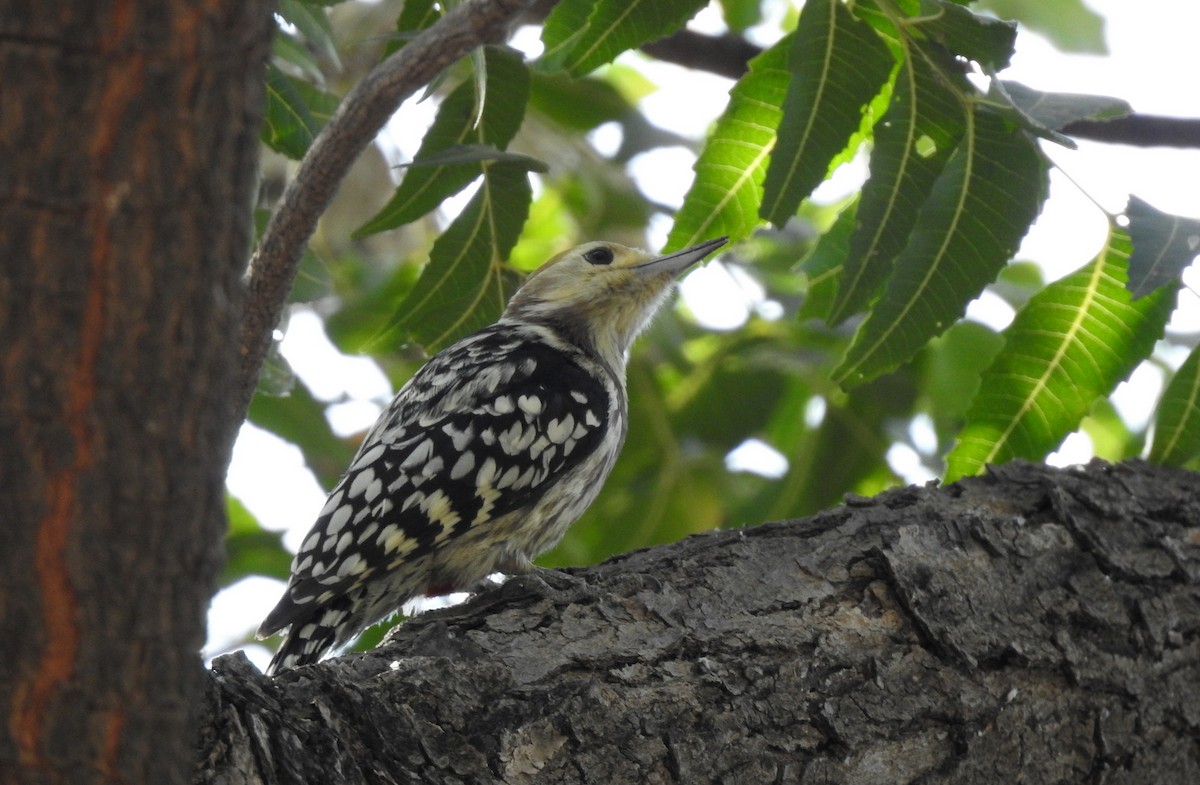 Yellow-crowned Woodpecker - ML84872951