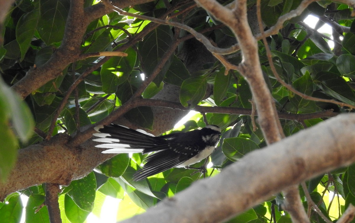 White-browed Fantail - ML84872971