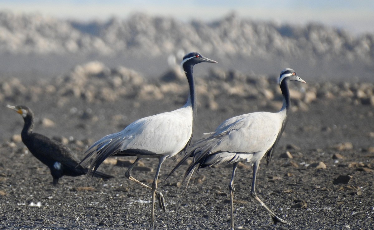 Demoiselle Crane - ML84873381