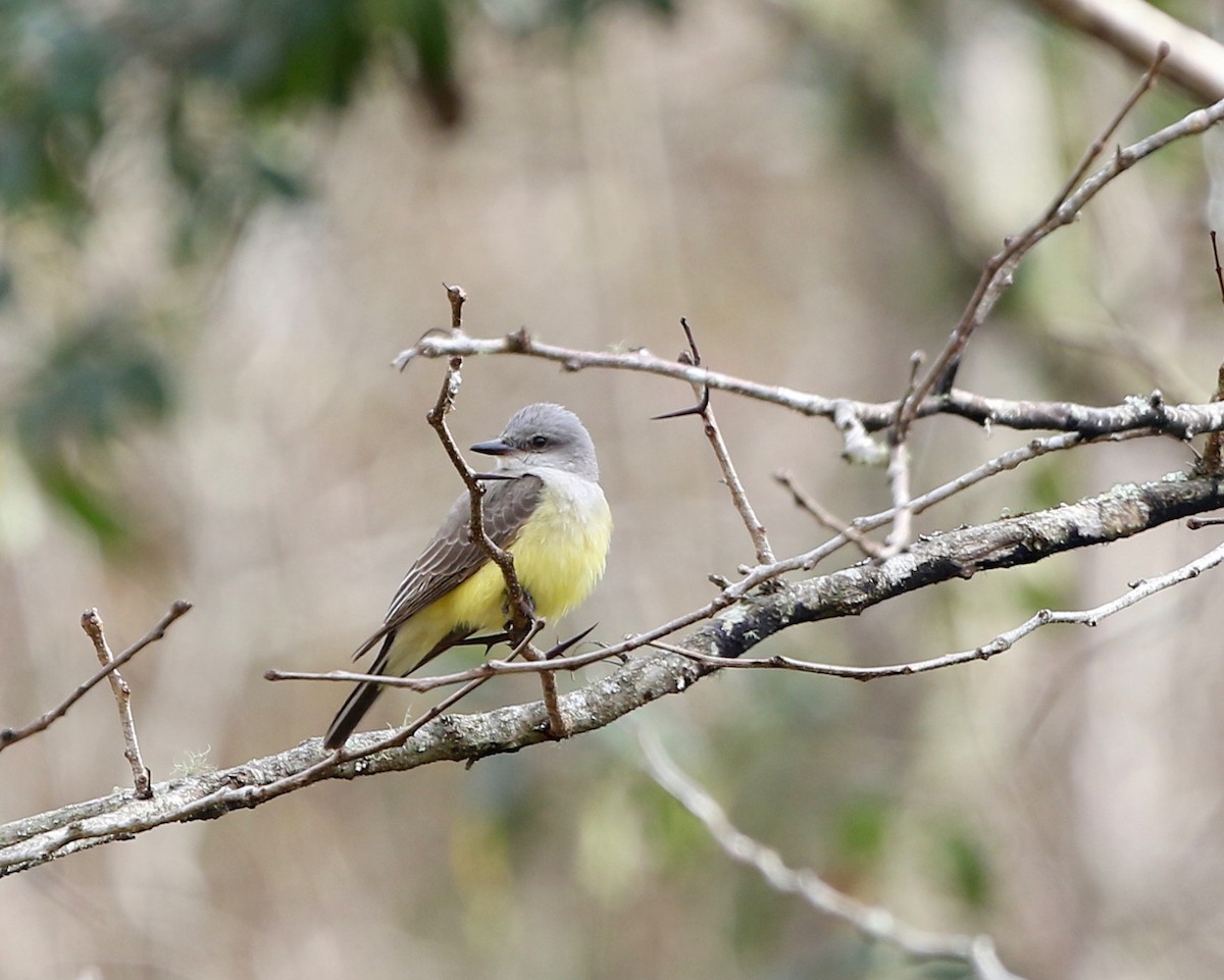 Western Kingbird - ML84873971