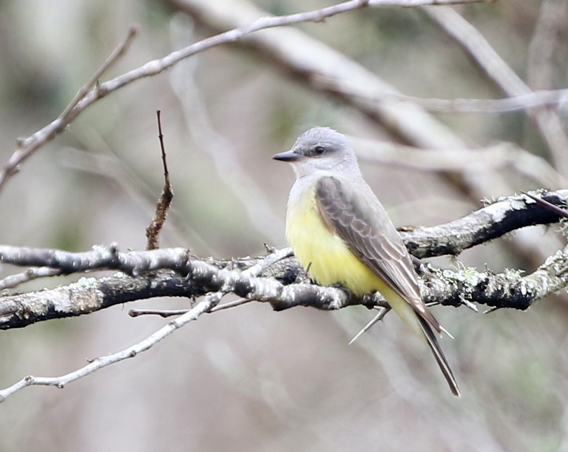 Western Kingbird - ML84873981