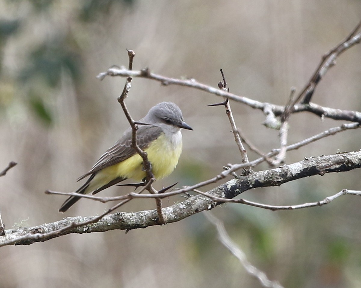 Schmalschnabel-Königstyrann - ML84873991