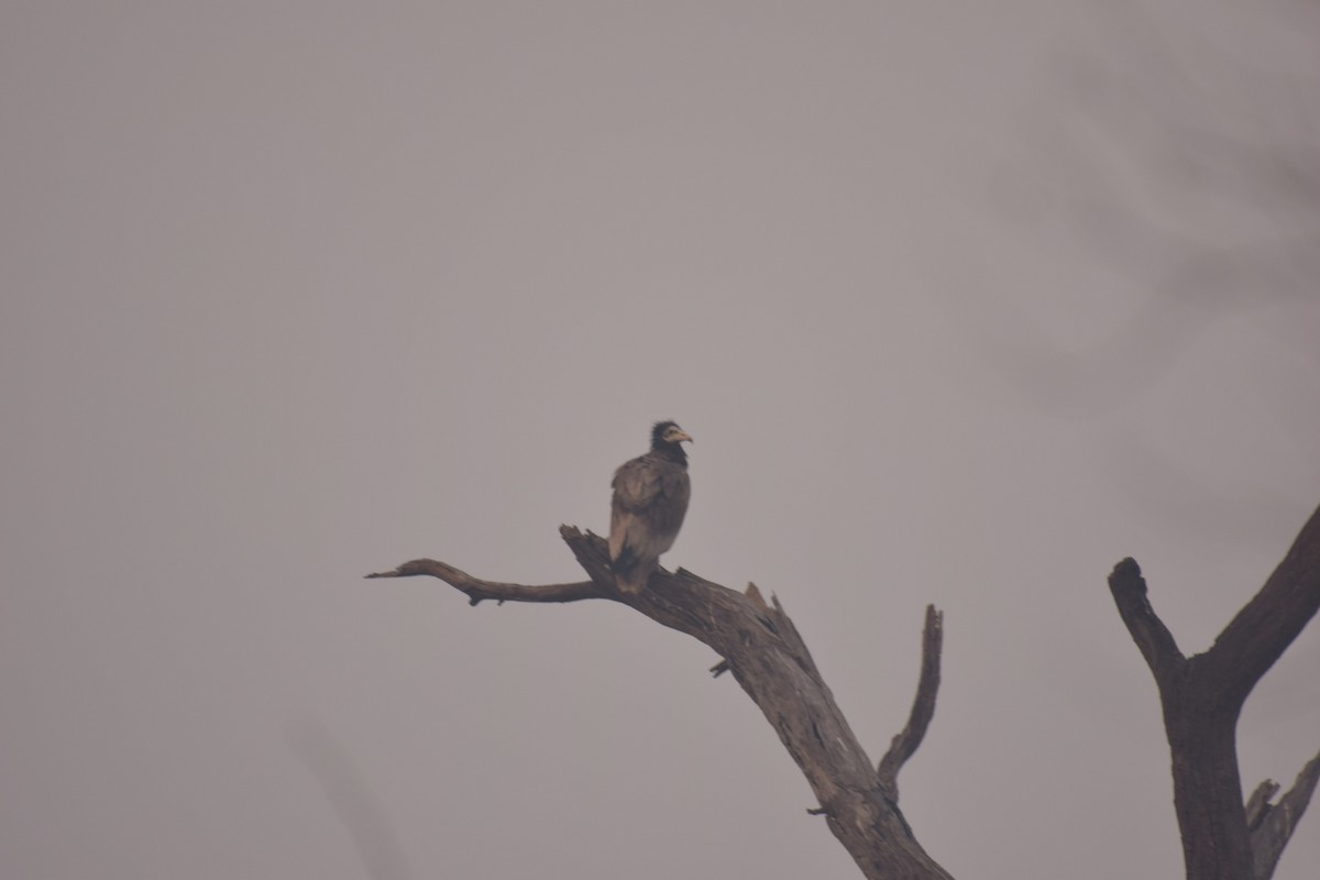 Egyptian Vulture - ML84874221