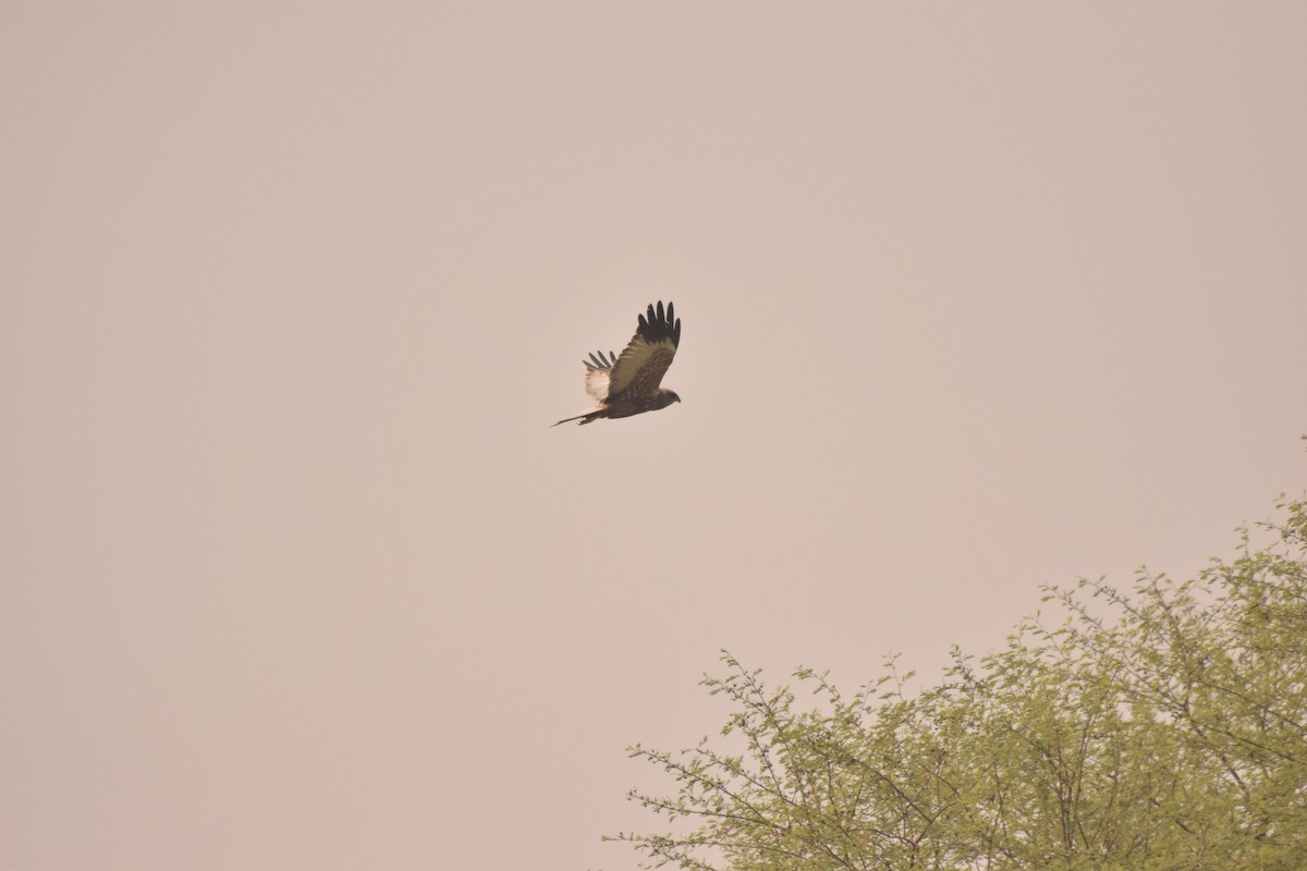 Western Marsh Harrier - ML84874581