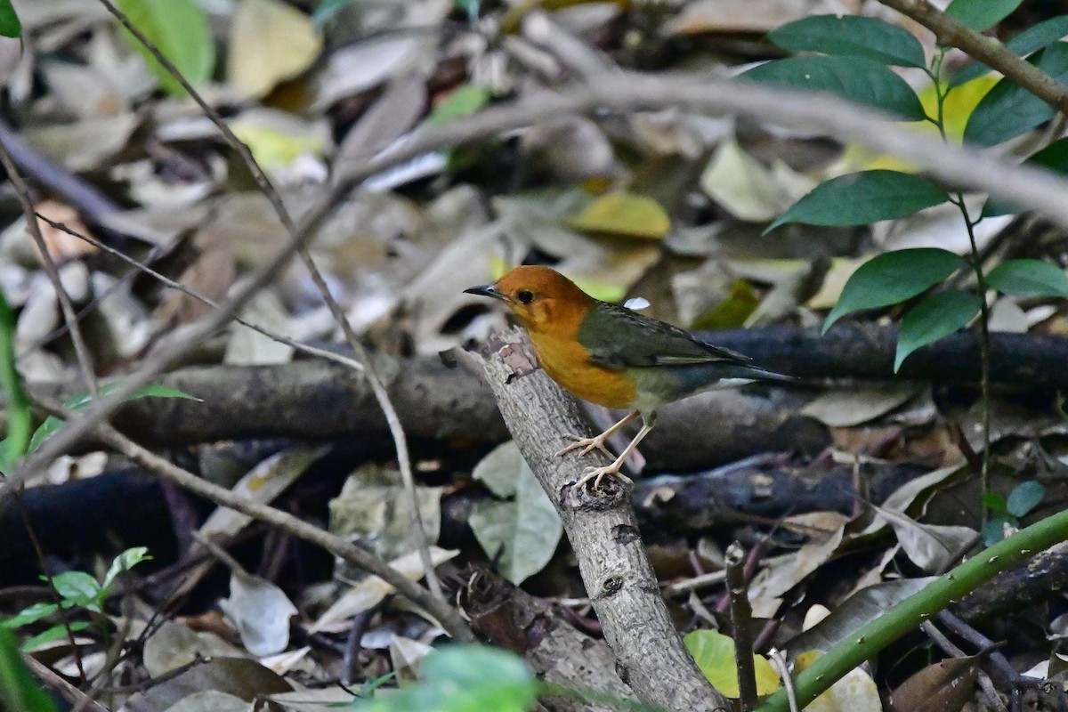 Orange-headed Thrush - Anonymous