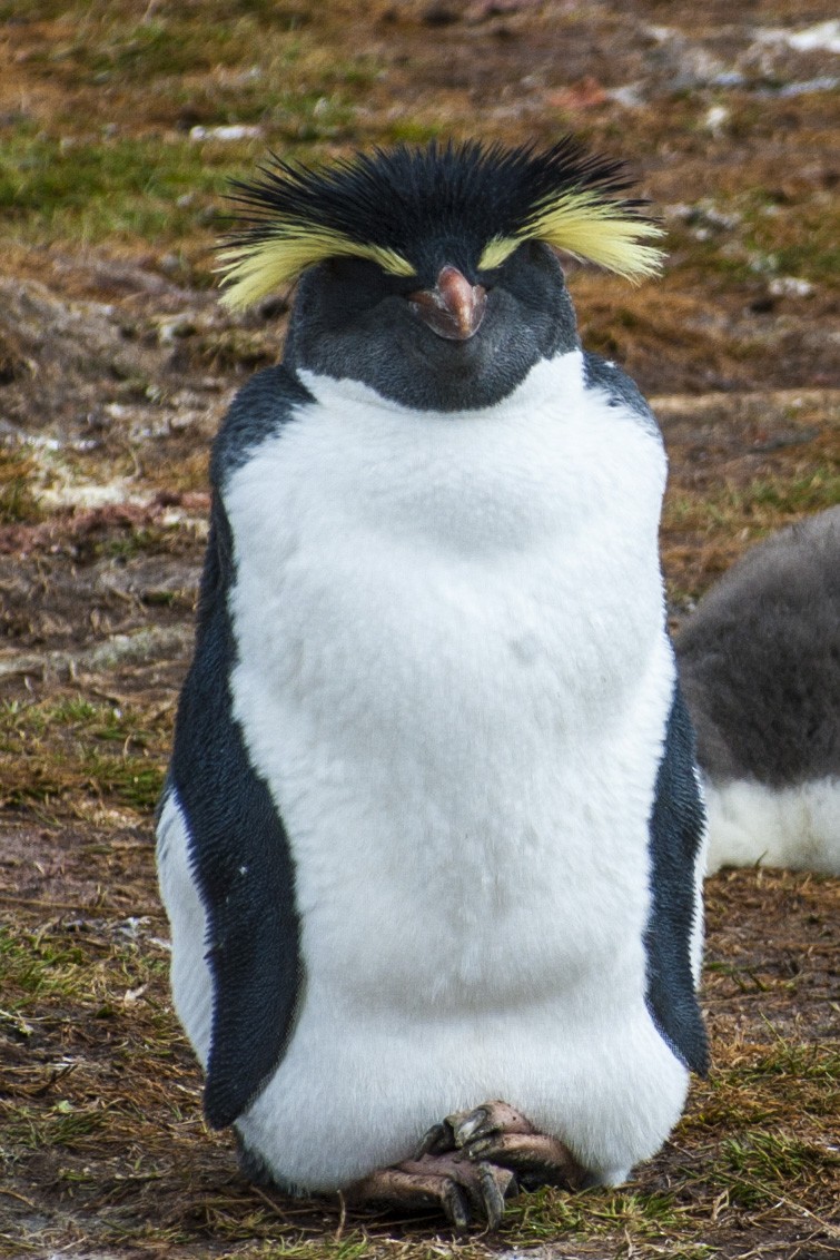 Pingüino Saltarrocas Septentrional - ML84876721